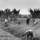 Uomini e donne intente alla mietitura a mano delle praci (strisce di terra). Un uomo prepara il legaccio delle manne utilizzando le spighe stesse. Filari di viti sostenute da aceri campestri.